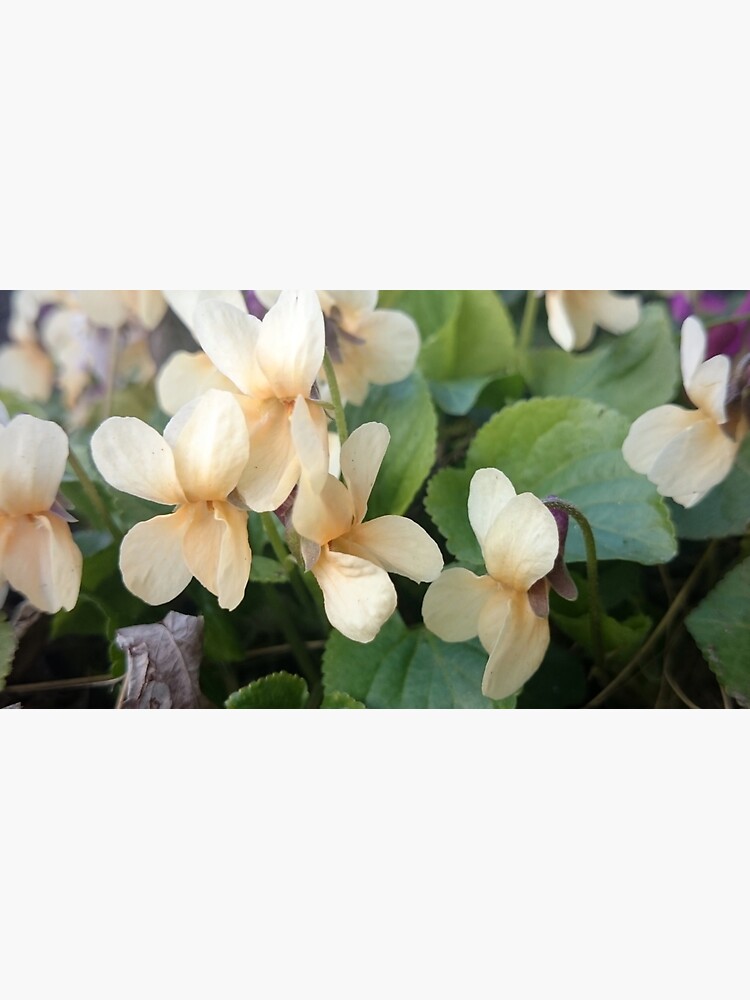Veilchen in Blüte von Gourmetkater