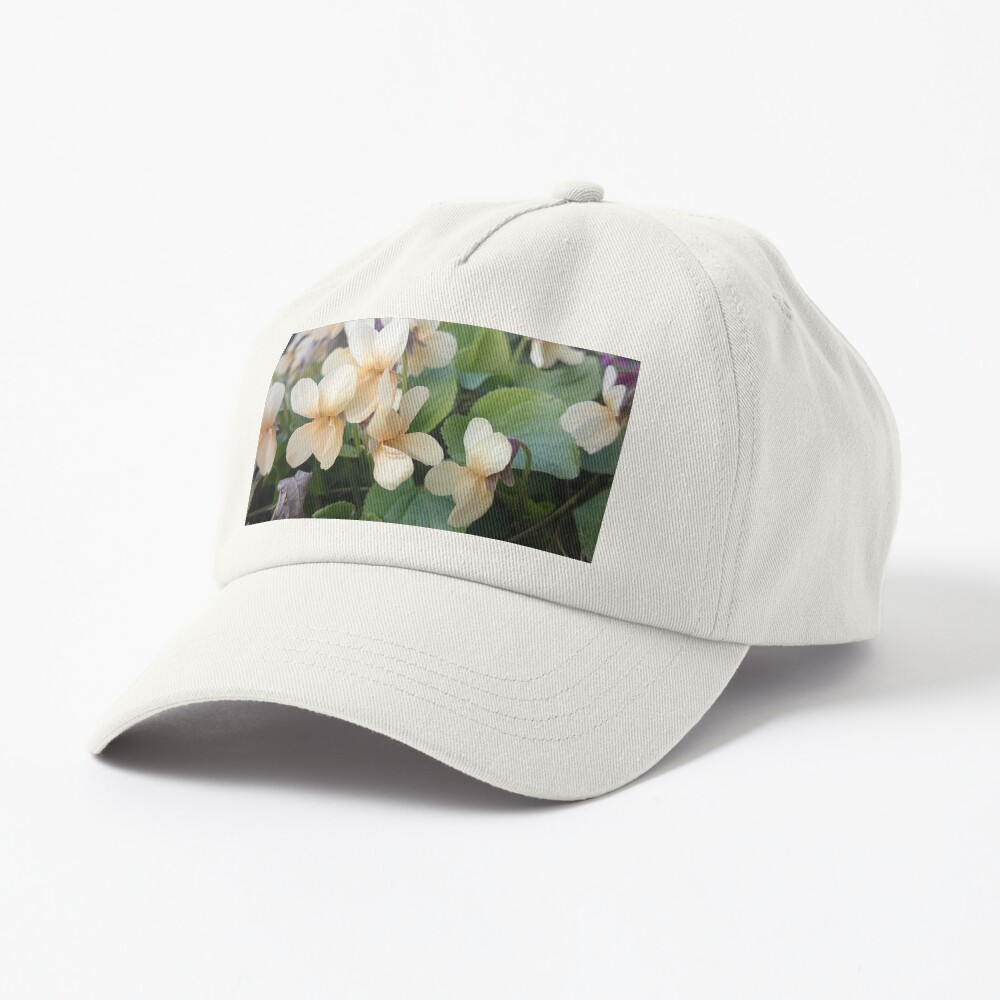 Veilchen in Blüte Cap