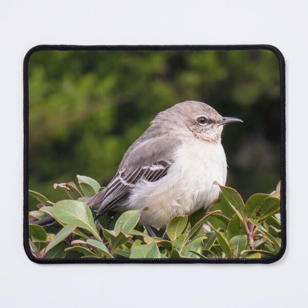 Item preview, Mockingbird designed and sold by Finding Fortuity.