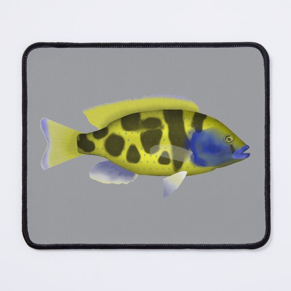 Item preview, Venustus hap designed and sold by fishfolkart.