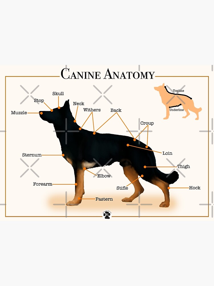 "Canine Anatomy" Poster by 2woofs-1meow | Redbubble