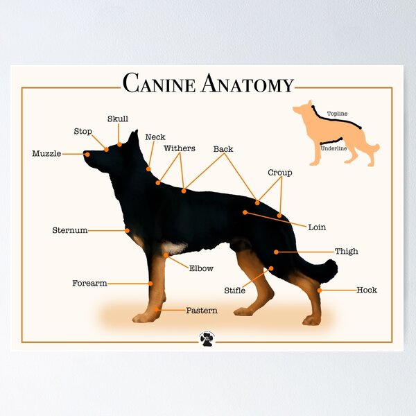 Canine Anatomy Poster