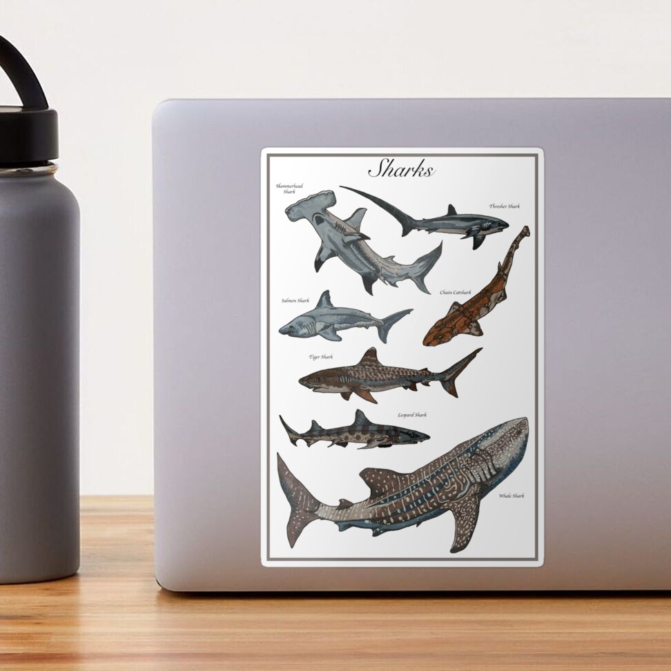 4 TYPES OF SHARK Baby Shark Hammerhead Catshark' Water Bottle