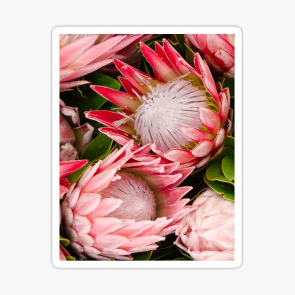 “Pink King Protea” Sticker for Sale by Rockpools | Redbubble