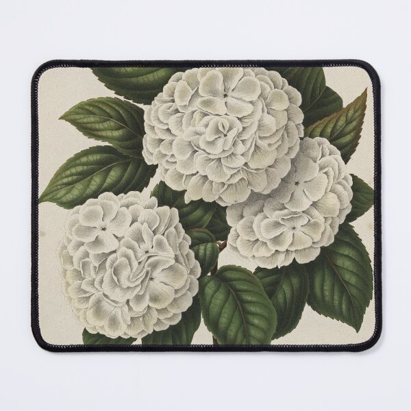 Item preview, Viburnum plicatum Print designed and sold by Lloyd Library & Museum.