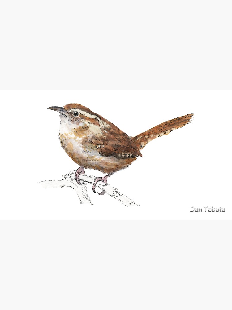 Carolina Wren by dmtab