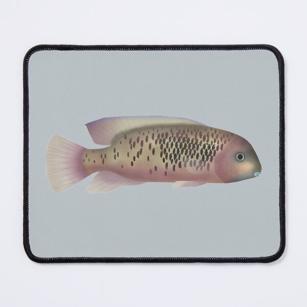 Item preview, Sarabia cichlid designed and sold by fishfolkart.