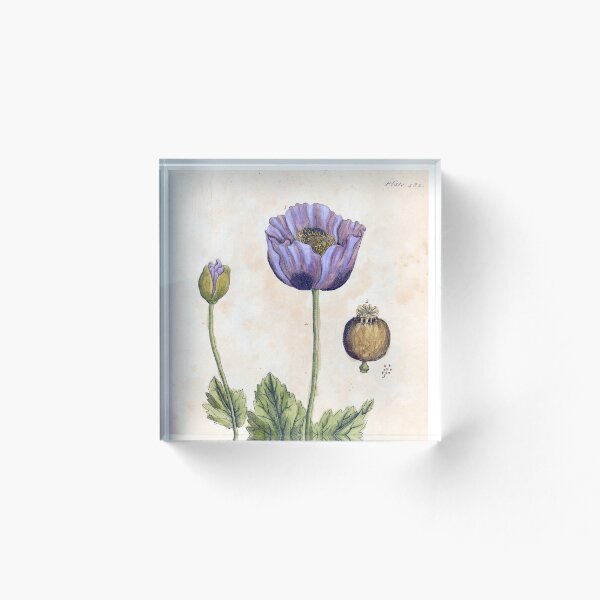Artikelvorschau, Schwarze Mohnblume von Elizabeth Blackwell entworfen und verkauft von Lloyd Library & Museum.