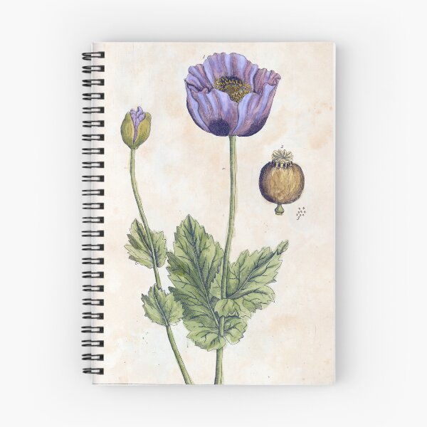 Artikelvorschau, Schwarze Mohnblume von Elizabeth Blackwell entworfen und verkauft von Lloyd Library & Museum.
