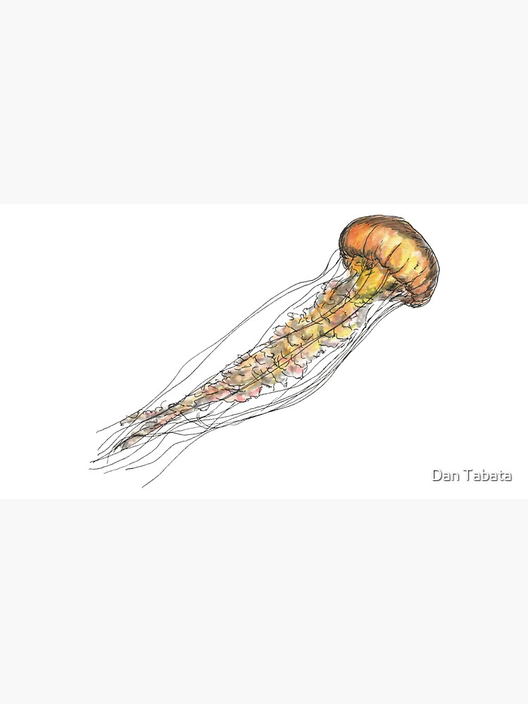Jellyfish by dmtab