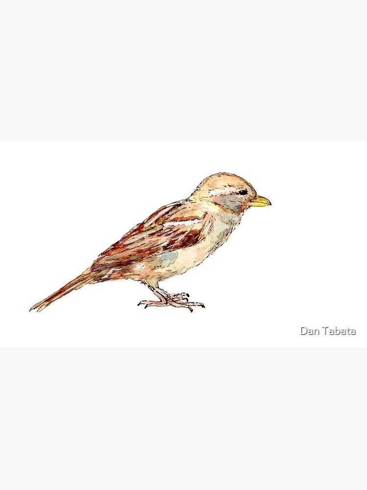 Sparrow by dmtab