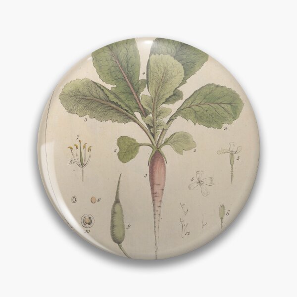 Item preview, Sheldrake's Garden Radish designed and sold by Lloyd Library & Museum.