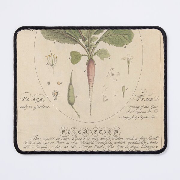 Item preview, Sheldrake's Garden Radish designed and sold by Lloyd Library & Museum.