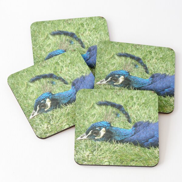 Item preview, Peacock Bird Laying Down Photograph designed and sold by naturegallery.