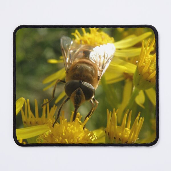 Item preview, Hoverfly Feeding on Yellow Flowers Photograph designed and sold by naturegallery.