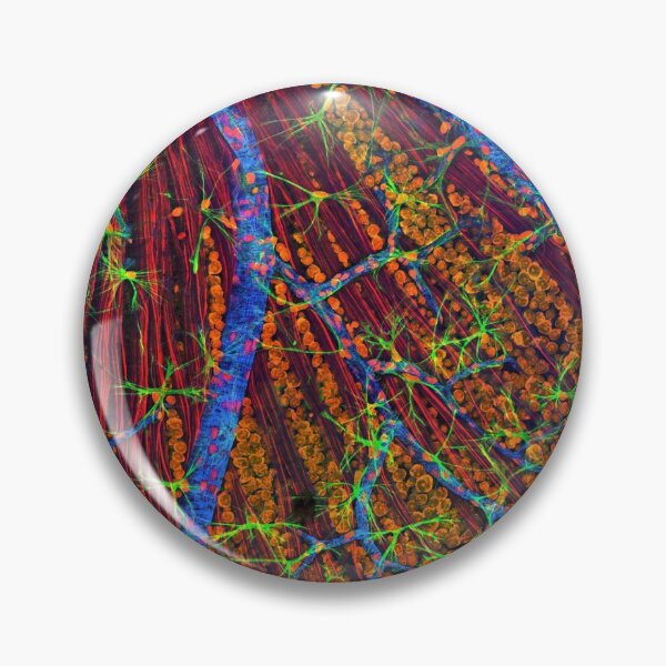 Item preview, Eye, retina blood vessels and nerve cells designed and sold by ScienceSource.