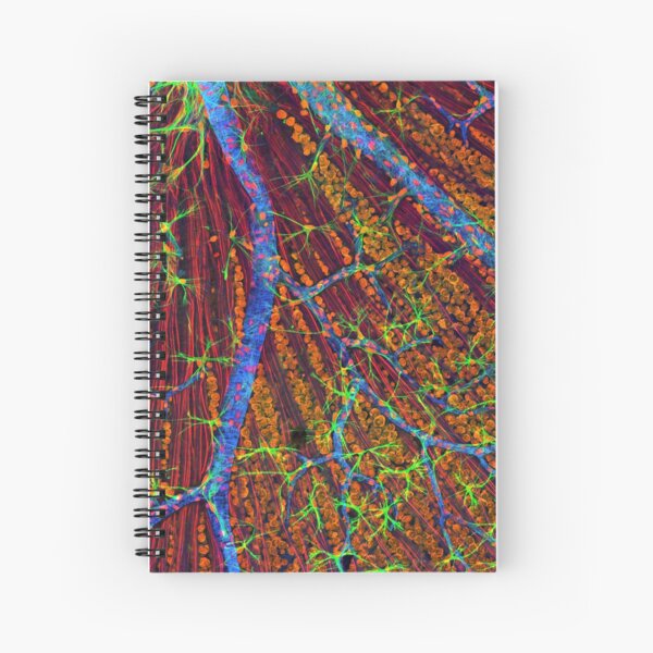 Item preview, Eye, retina blood vessels and nerve cells designed and sold by ScienceSource.
