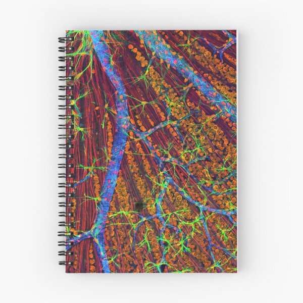 Item preview, Eye, retina blood vessels and nerve cells designed and sold by ScienceSource.