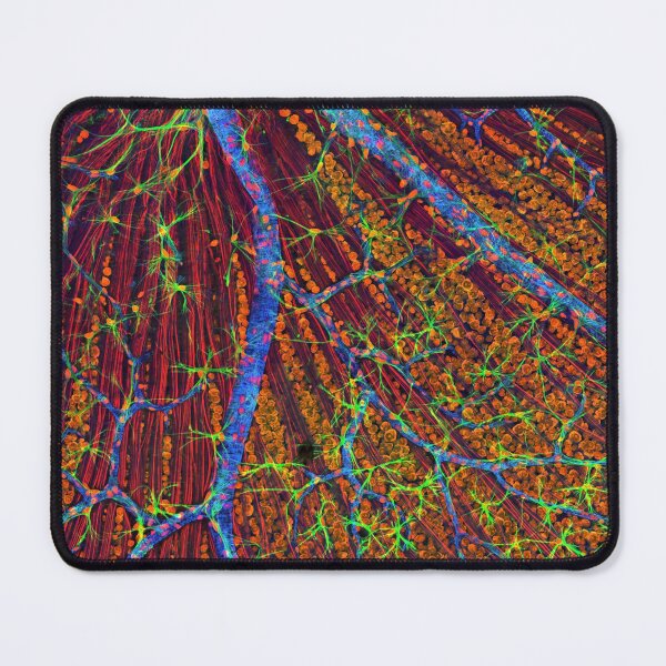 Item preview, Eye, retina blood vessels and nerve cells designed and sold by ScienceSource.