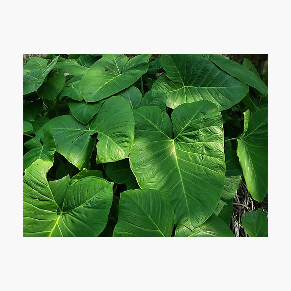 Item preview, Viridian Leaves designed and sold by astroshadow.