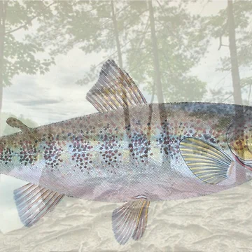 Artwork thumbnail, Fish Transparency by HighCountry2021