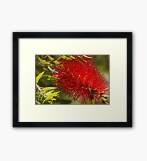 Bottle brush flower Framed Print