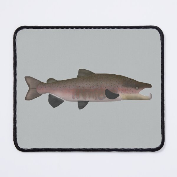 Item preview, Atlantic Salmon - Spawn Phase designed and sold by fishfolkart.
