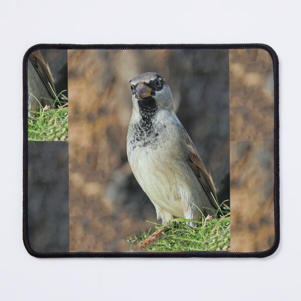 Item preview, r1016 / New Finition 2021 -- Moineau des Villages de Campagne - (c)(t) Olavia-Olao Okaio Créations designed and sold by o.okaïo.