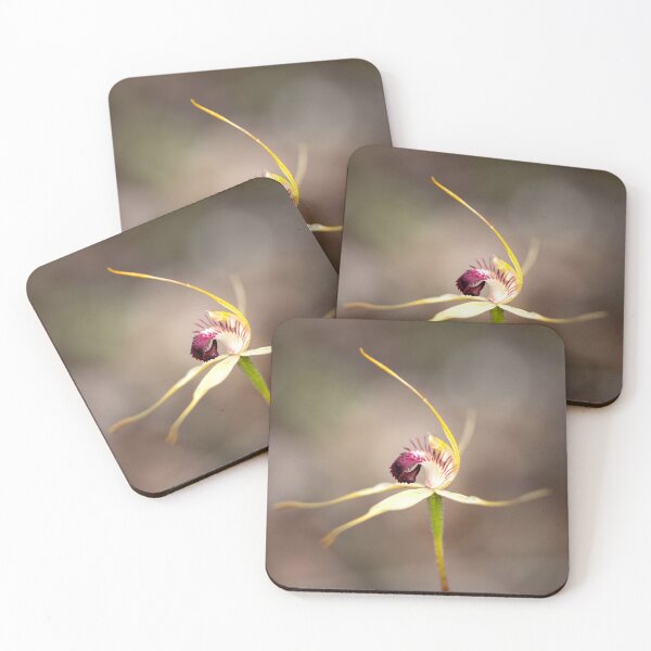Item preview, dunsborough Spider designed and sold by gwenthewren.