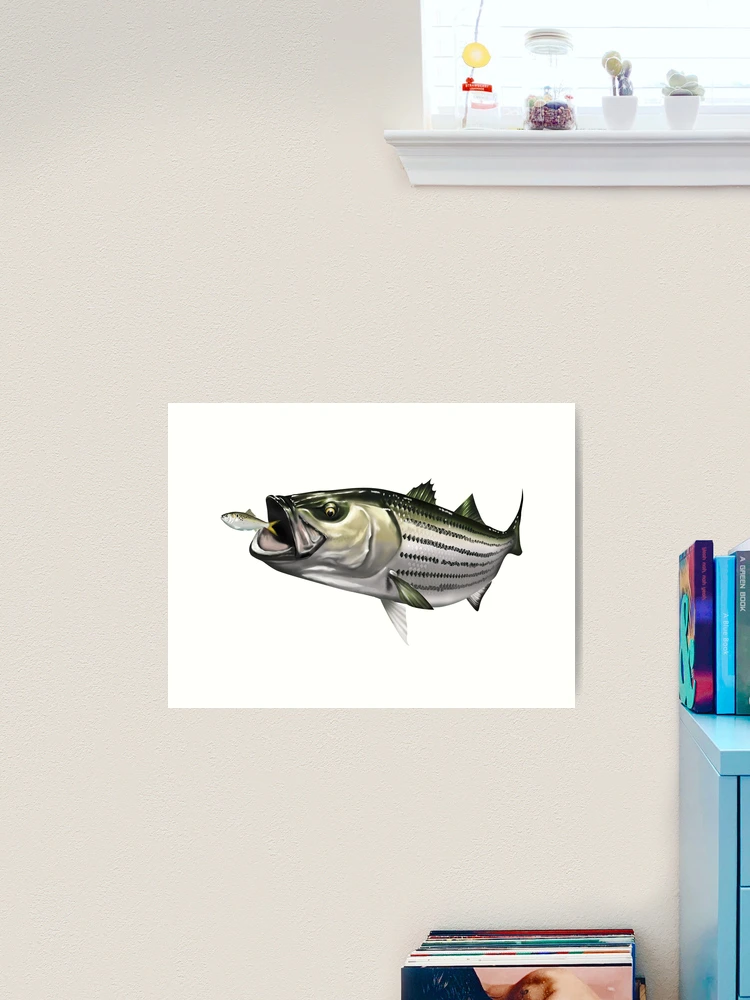 Striped Bass (Rockfish) Striking a Menhaden Art Print for Sale by
