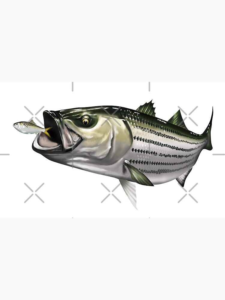 Striped Bass (Rockfish) Striking a Menhaden | Art Print