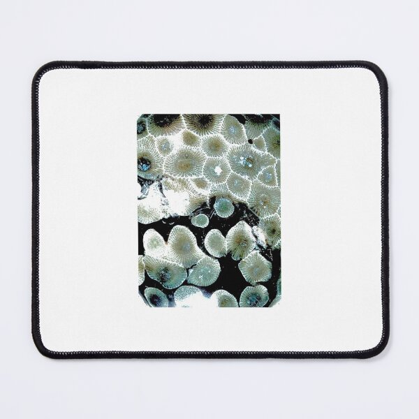 Item preview, Petoskey Stone perfectly polished designed and sold by allicatcorreia.