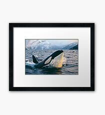 Orca - Tysfjord, Norwegen Gerahmtes Wandbild