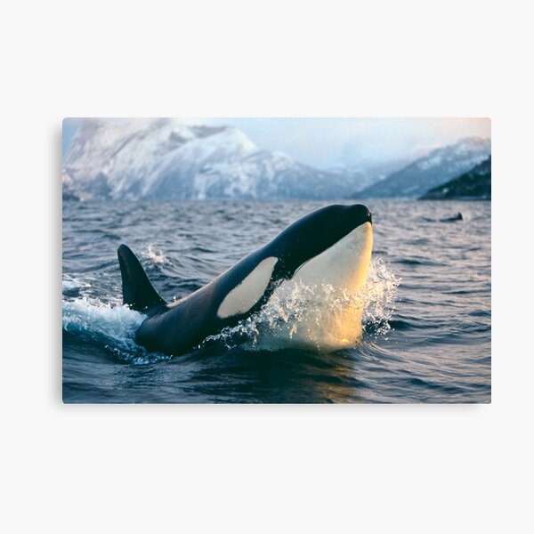 Orca Canvas Prints Redbubble