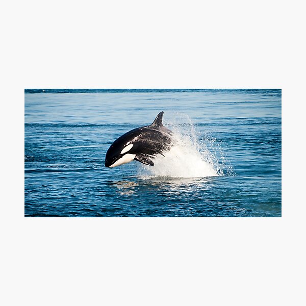 Item preview,    Panoramic,widescreen prints, Tapestries,Tapestry,throw blanket,whale wall art,whale art, ocean, sea, blue, fish,whale  designed and sold by eyesight4vision.