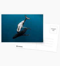 Whale Love Postcards