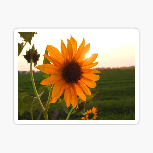 Item preview, sunflower and the sun designed and sold by Stephanie  Skeem.