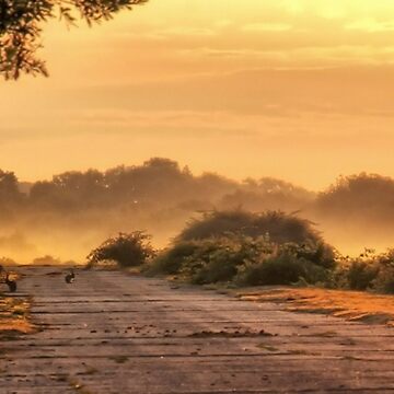 Artwork thumbnail, Morning mist by Southernlass