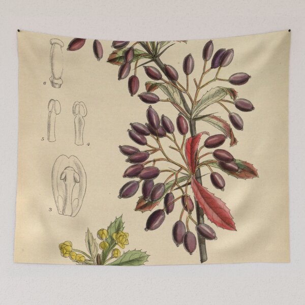 Item preview, Berberis beaniana 144 8781 designed and sold by EsotericBotanic.