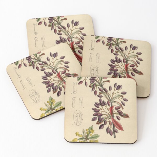 Item preview, Berberis beaniana 144 8781 designed and sold by EsotericBotanic.