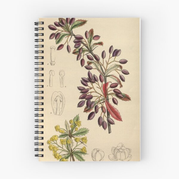 Item preview, Berberis beaniana 144 8781 designed and sold by EsotericBotanic.