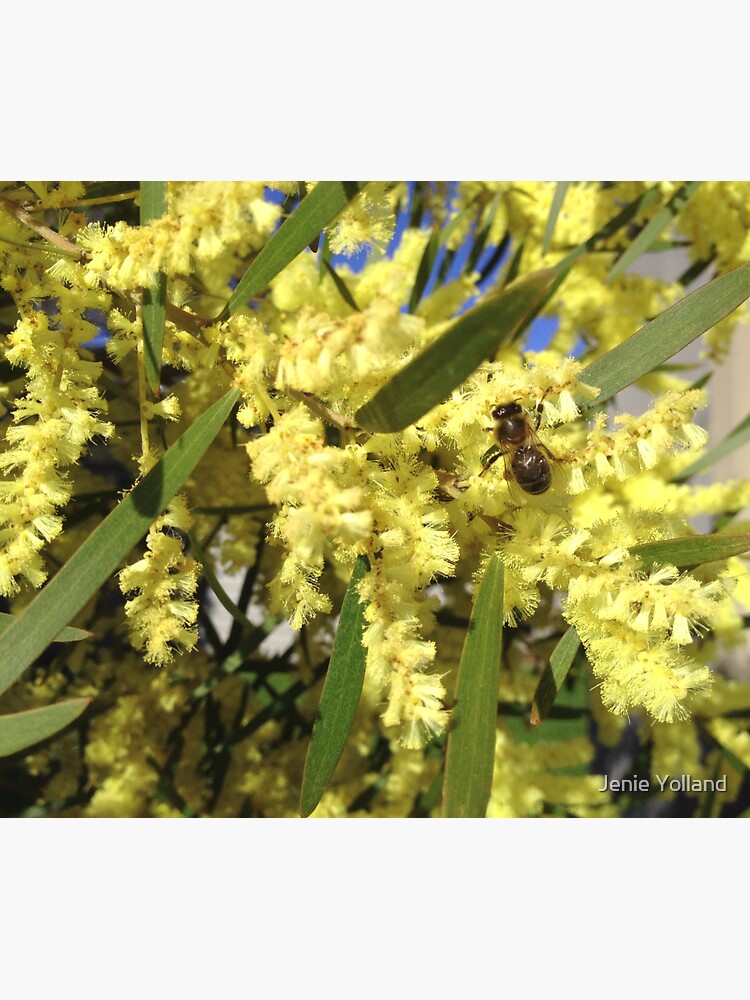 Wattle Yellow by JenieYolland