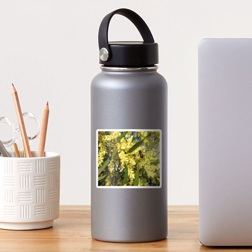 Wattle Yellow Sticker