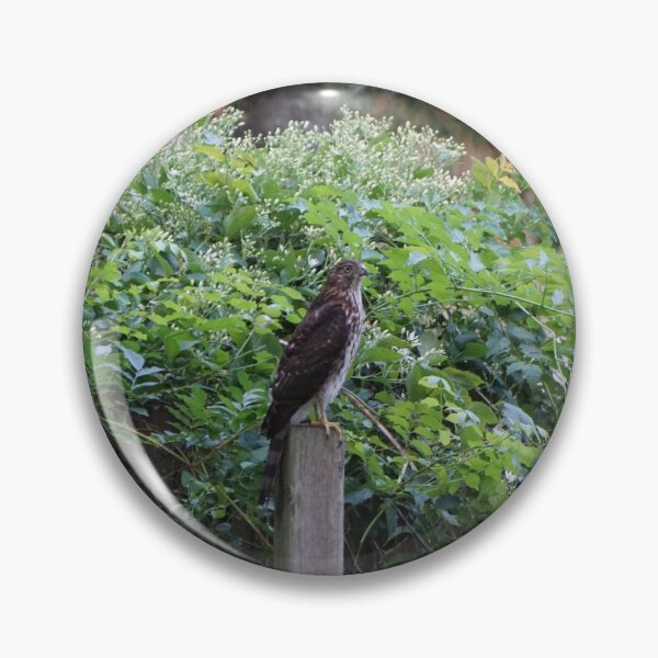 Item preview, Cooper's Hawk designed and sold by PyroPython.