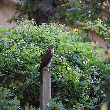 Artwork thumbnail, Cooper's Hawk by PyroPython