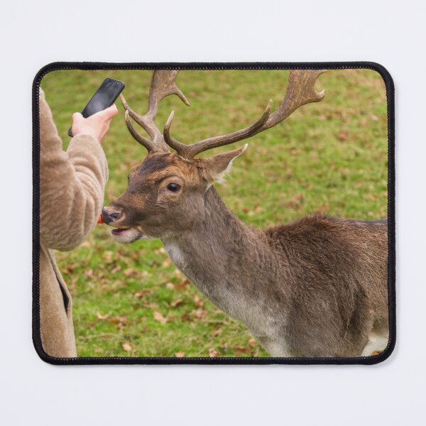 Item preview, A woman is photographing a portrait of a friendly deer in Phoenix Park, Dublin, Ireland designed and sold by AlbertMi.
