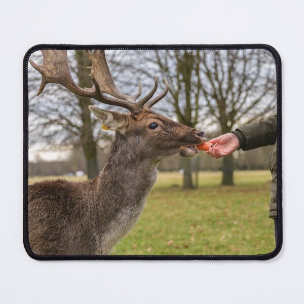 Item preview, The woman feeds the deer in Phoenix Park, Dublin, Ireland designed and sold by AlbertMi.