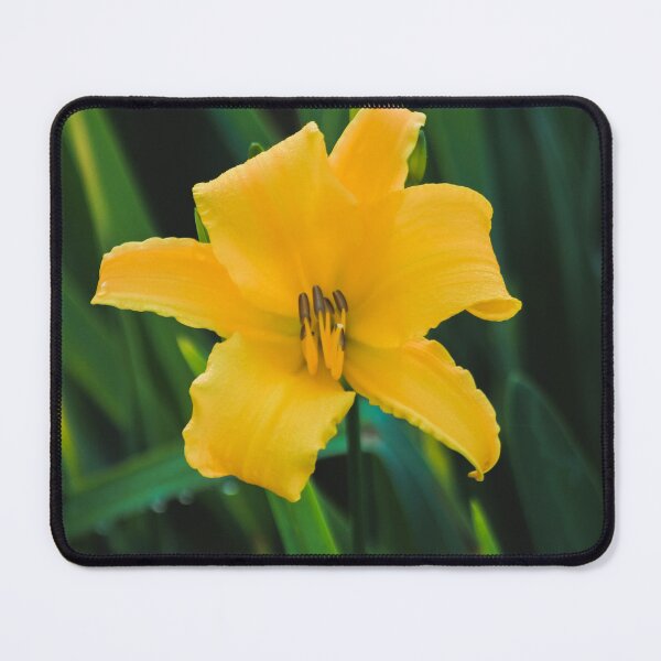 Item preview, Yellow Lily designed and sold by kasthu.