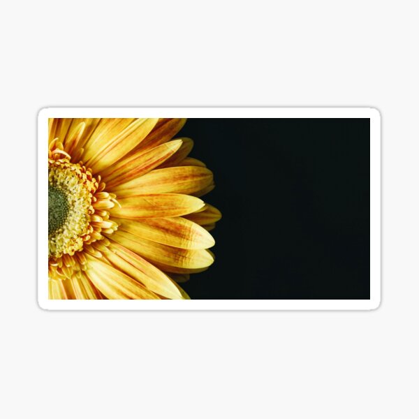 Yellow Rose on a dark background Sticker