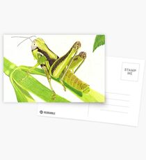 GrassHopper Postcards